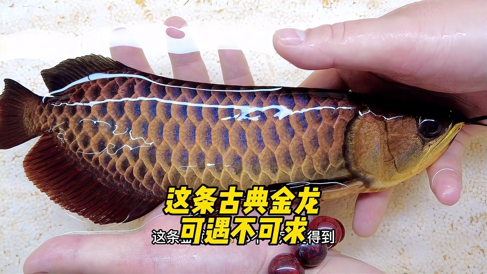 古典金龍有哪些品種，古典金龍魚是什么？