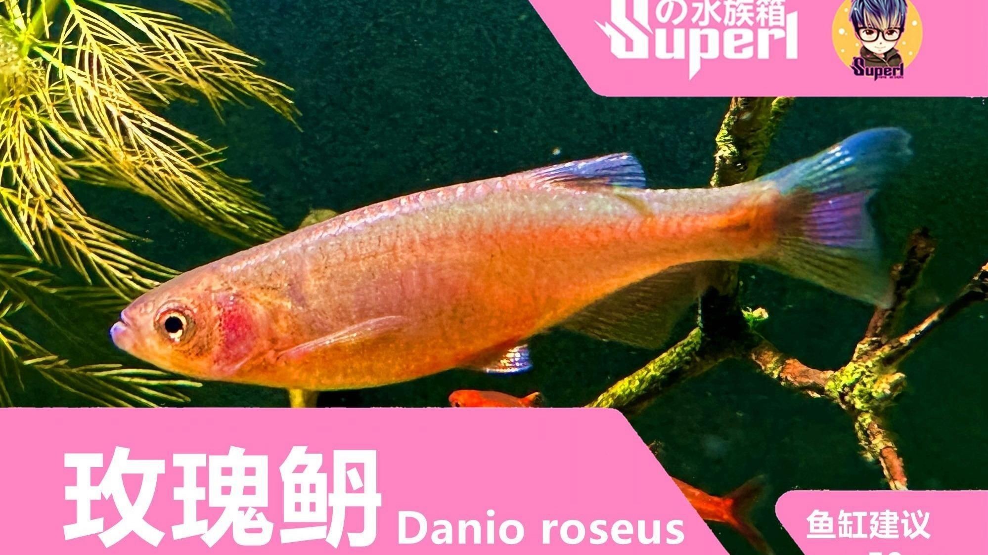 玫瑰丹魚簡介，云南西雙版納熱帶雨林中的玫瑰丹魚好養(yǎng)嗎玫瑰丹魚好養(yǎng)嗎