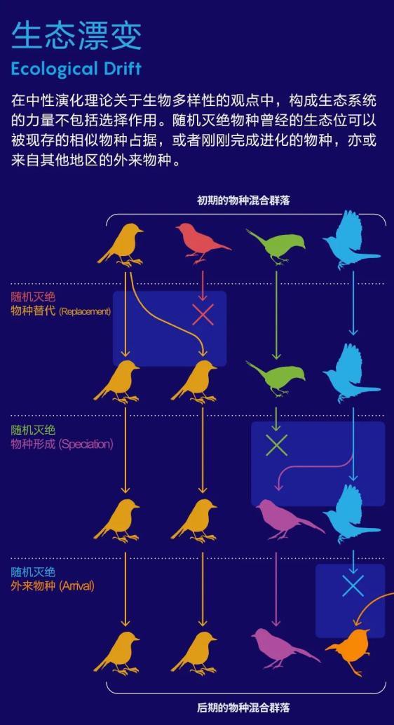 全球唯一一只藍老虎，全球唯一的神秘王者——藍虎