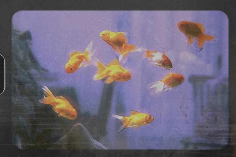 金華水族批發市場，浙江金華水族批發市場