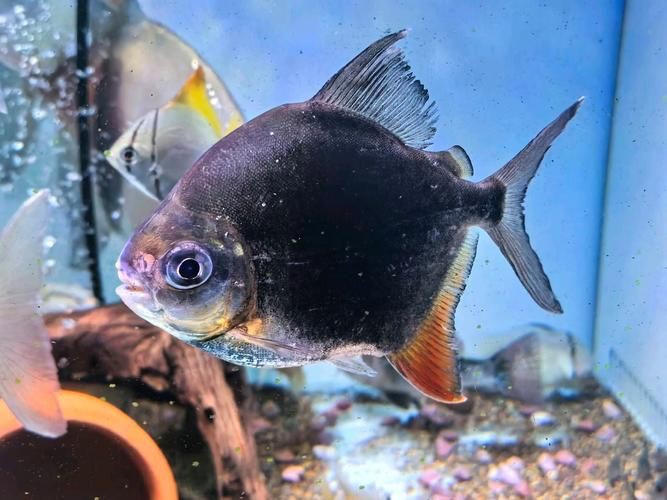 玫瑰銀版魚長(zhǎng)什么樣圖片，天竺鯛科玫瑰銀版魚的形態(tài)特征