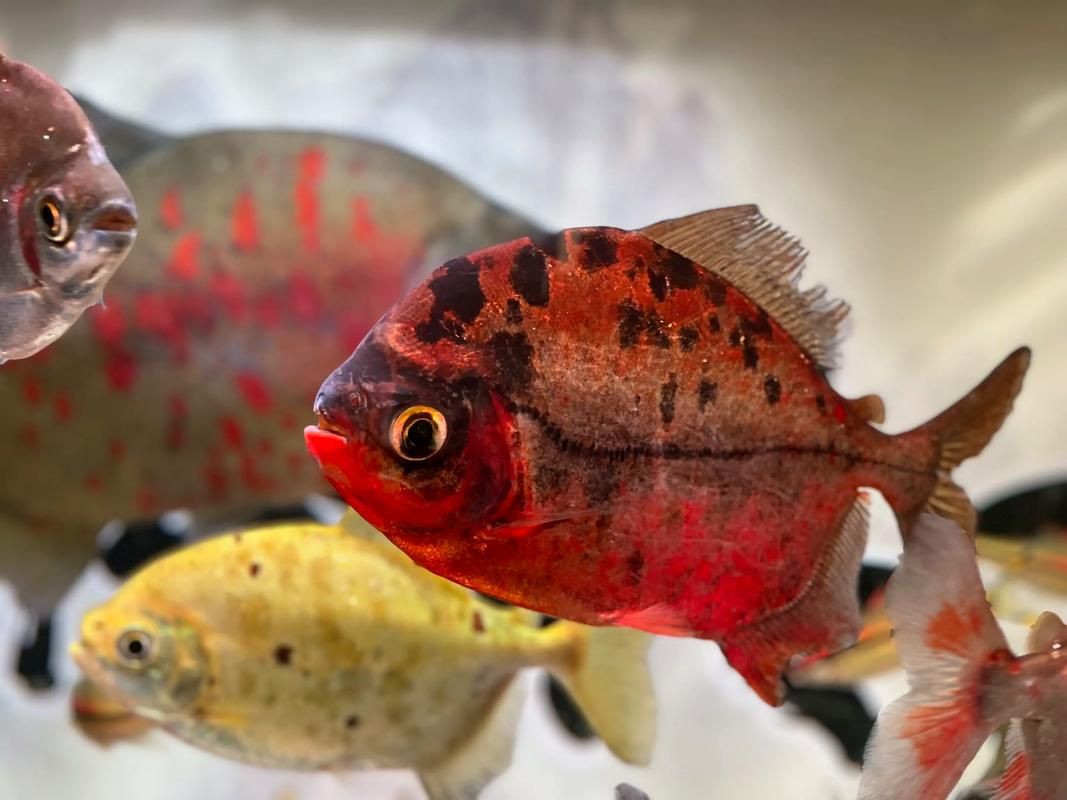 玫瑰銀版魚長(zhǎng)什么樣圖片，天竺鯛科玫瑰銀版魚的形態(tài)特征