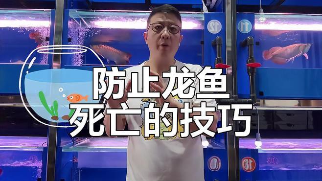 如何判斷龍魚是否需要換水，《如何判斷龍魚是否需要換水》