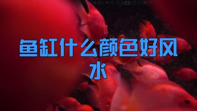 養魚的顏色搭配有哪些講究？，養魚的顏色搭配 養魚的顏色搭配有哪些講究？，養魚的顏色搭配 龍魚百科 第5張