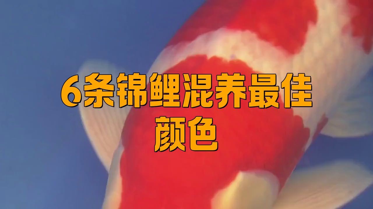 養魚的顏色搭配有哪些講究？，養魚的顏色搭配 養魚的顏色搭配有哪些講究？，養魚的顏色搭配 龍魚百科 第6張