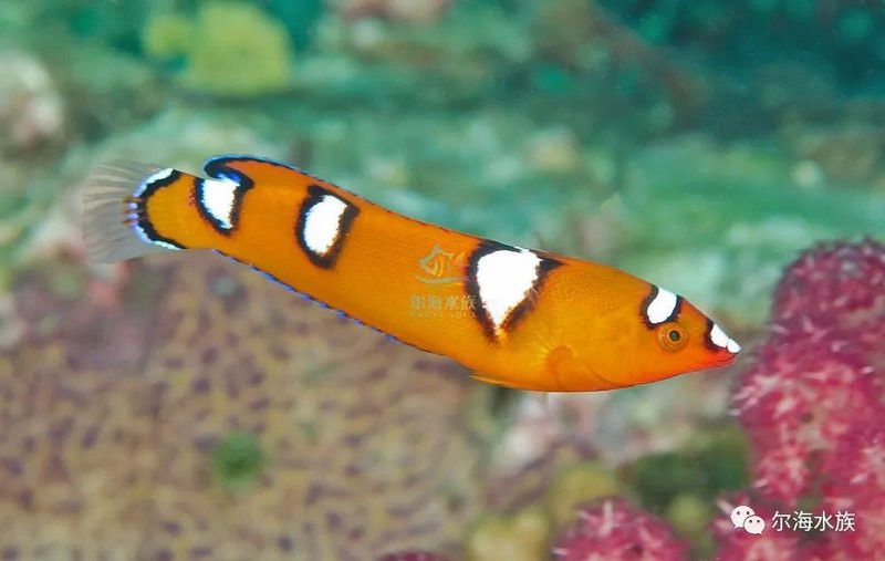 哪里可以找到更多紅龍圖片？，紅龍圖片大全-高清紅龍圖片大全大圖廣州龍魚場