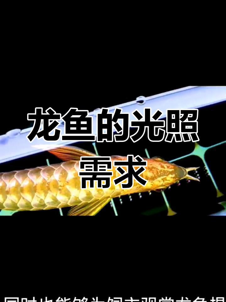 古典龍魚燈光需要24小時開嗎？，《古典龍魚燈光是否需要24小時開》