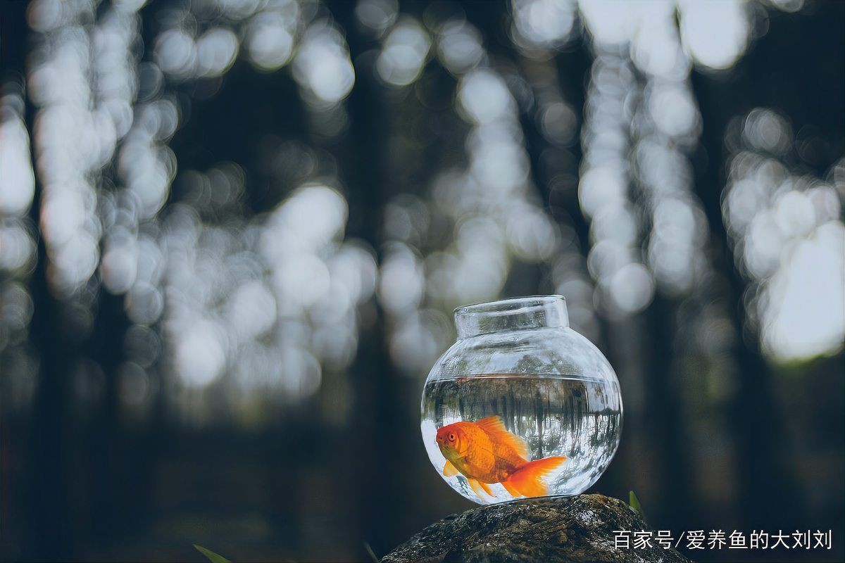 六安魚缸店，六安魚缸零售市場(chǎng)前景如何 六安魚缸店，六安魚缸零售市場(chǎng)前景如何 全國水族館企業(yè)名錄 第12張