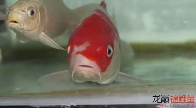 如何預防龍魚的白點??？，養魚大全，龍魚得了白點病怎么辦 如何預防龍魚的白點??？，養魚大全，龍魚得了白點病怎么辦 龍魚論壇 第4張