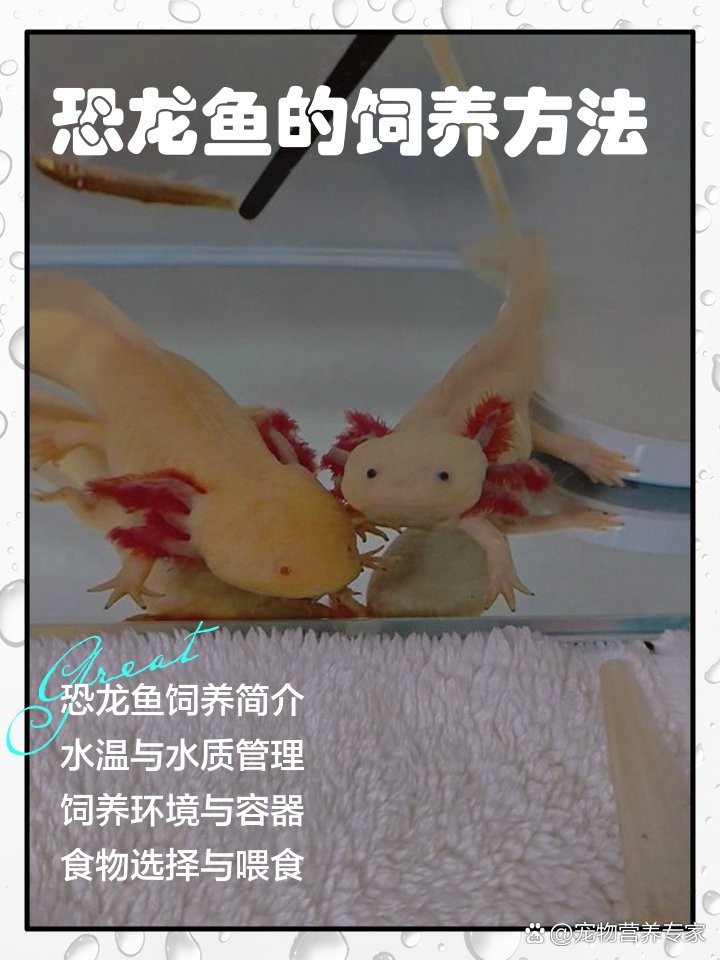 古龍魚是如何適應環境的？，冷天飼養古龍魚應該注意些什么 古龍魚是如何適應環境的？，冷天飼養古龍魚應該注意些什么 龍魚百科 第2張