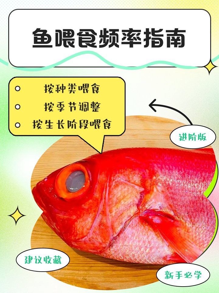 50cm金龍魚多久喂一次？，“50cm金龍魚多久喂一次”綜合多方飼養經驗可知 50cm金龍魚多久喂一次？，“50cm金龍魚多久喂一次”綜合多方飼養經驗可知 龍魚百科 第4張