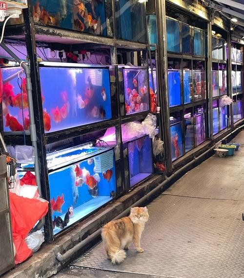 香港水族批發(fā)市場，香港仔魚類批發(fā)市場