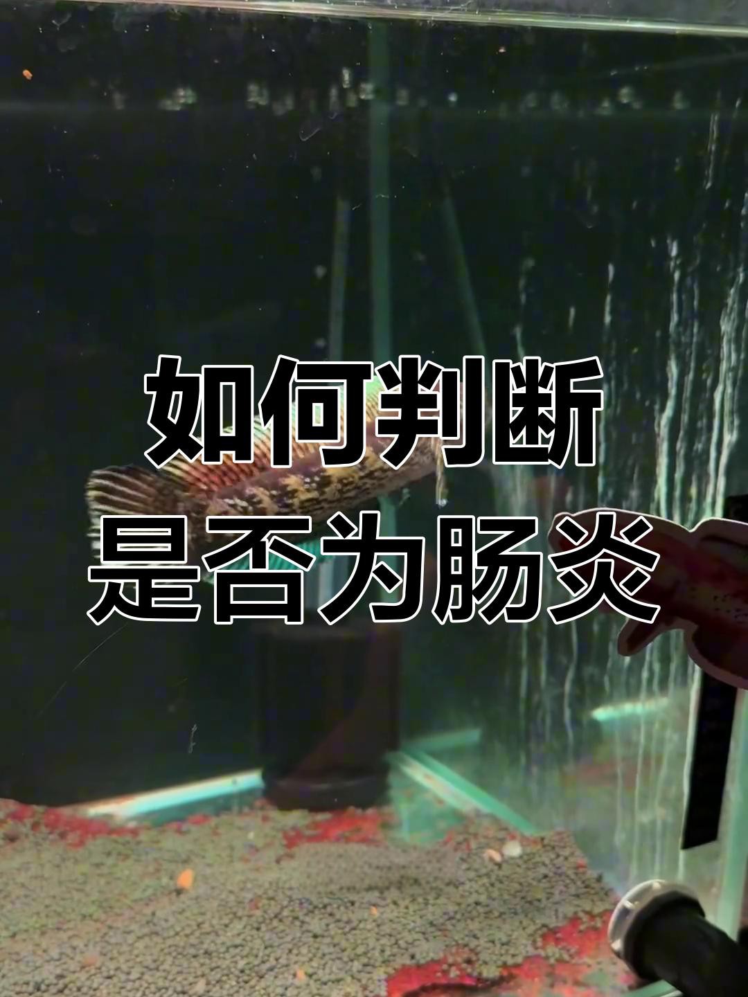 如何判斷雷龍魚是否得了腸炎？，判斷雷龍魚是否患腸炎，雷龍魚苗飼養方法全民小視頻 如何判斷雷龍魚是否得了腸炎？，判斷雷龍魚是否患腸炎，雷龍魚苗飼養方法全民小視頻 龍魚百科 第2張