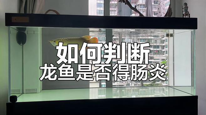 如何判斷雷龍魚是否得了腸炎？，判斷雷龍魚是否患腸炎，雷龍魚苗飼養方法全民小視頻 如何判斷雷龍魚是否得了腸炎？，判斷雷龍魚是否患腸炎，雷龍魚苗飼養方法全民小視頻 龍魚百科 第3張