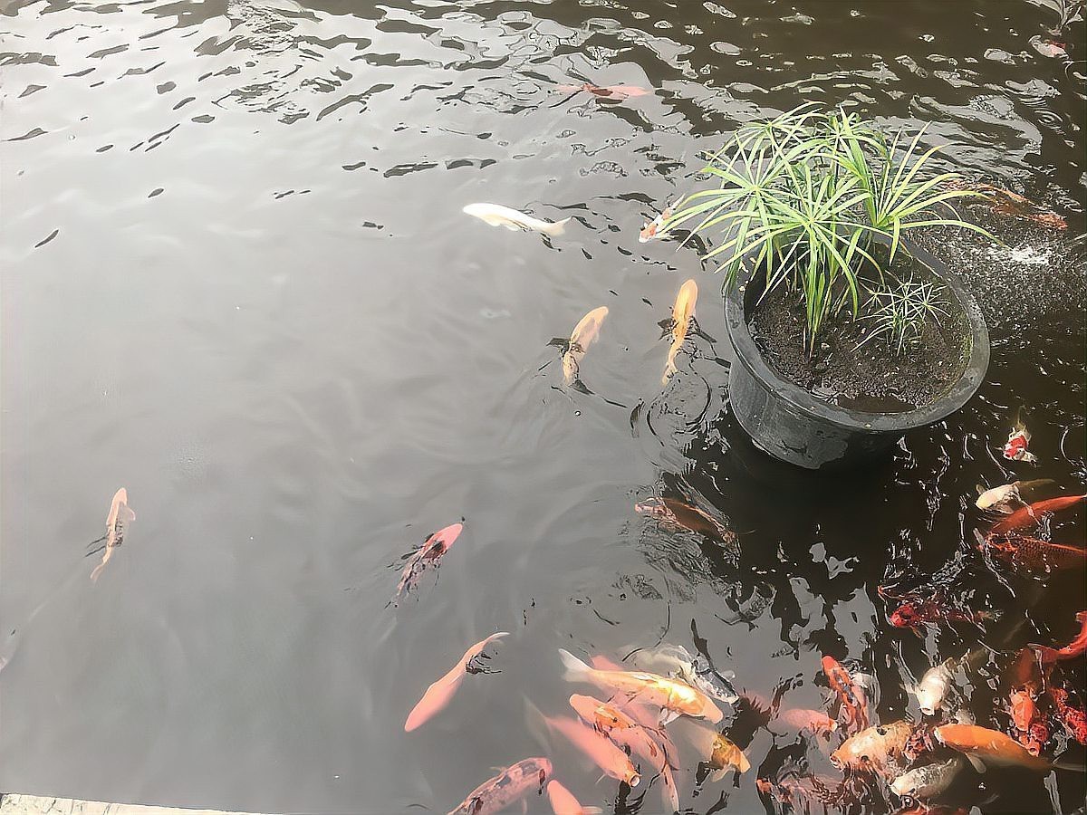 如何判斷龍魚交叉感染是否好轉？，如何判斷龍魚交叉感染是否好轉