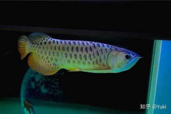 古典過背金龍魚的市場趨勢如何？，古典過背金龍魚市場趨勢 古典過背金龍魚的市場趨勢如何？，古典過背金龍魚市場趨勢 龍魚百科 第2張