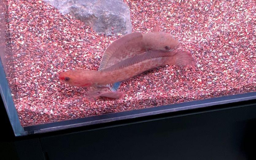 有哪些公司在嘗試巴卡雷龍繁殖？，巴卡雷龍人工繁殖技術積極探索巴卡雷龍人工繁殖技術