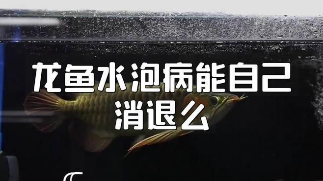 有哪些藥物可以有效治療龍魚水泡病？，魚氣泡病用什么藥最好養生藥庫