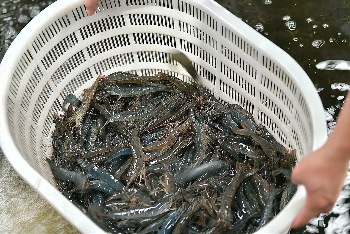 遵義水族批發(fā)市場，遵義最大的水產(chǎn)市場