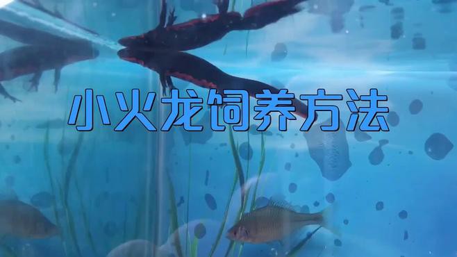如何保持小火龍魚飼養(yǎng)水的清潔？，《如何保持小火龍魚飼養(yǎng)水的清潔？》 如何保持小火龍魚飼養(yǎng)水的清潔？，《如何保持小火龍魚飼養(yǎng)水的清潔？》 龍魚百科 第6張