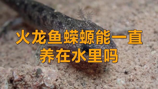 如何保持小火龍魚飼養(yǎng)水的清潔？，《如何保持小火龍魚飼養(yǎng)水的清潔？》 如何保持小火龍魚飼養(yǎng)水的清潔？，《如何保持小火龍魚飼養(yǎng)水的清潔？》 龍魚百科 第3張