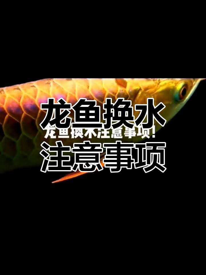 如何保持小火龍魚飼養(yǎng)水的清潔？，《如何保持小火龍魚飼養(yǎng)水的清潔？》 如何保持小火龍魚飼養(yǎng)水的清潔？，《如何保持小火龍魚飼養(yǎng)水的清潔？》 龍魚百科 第1張