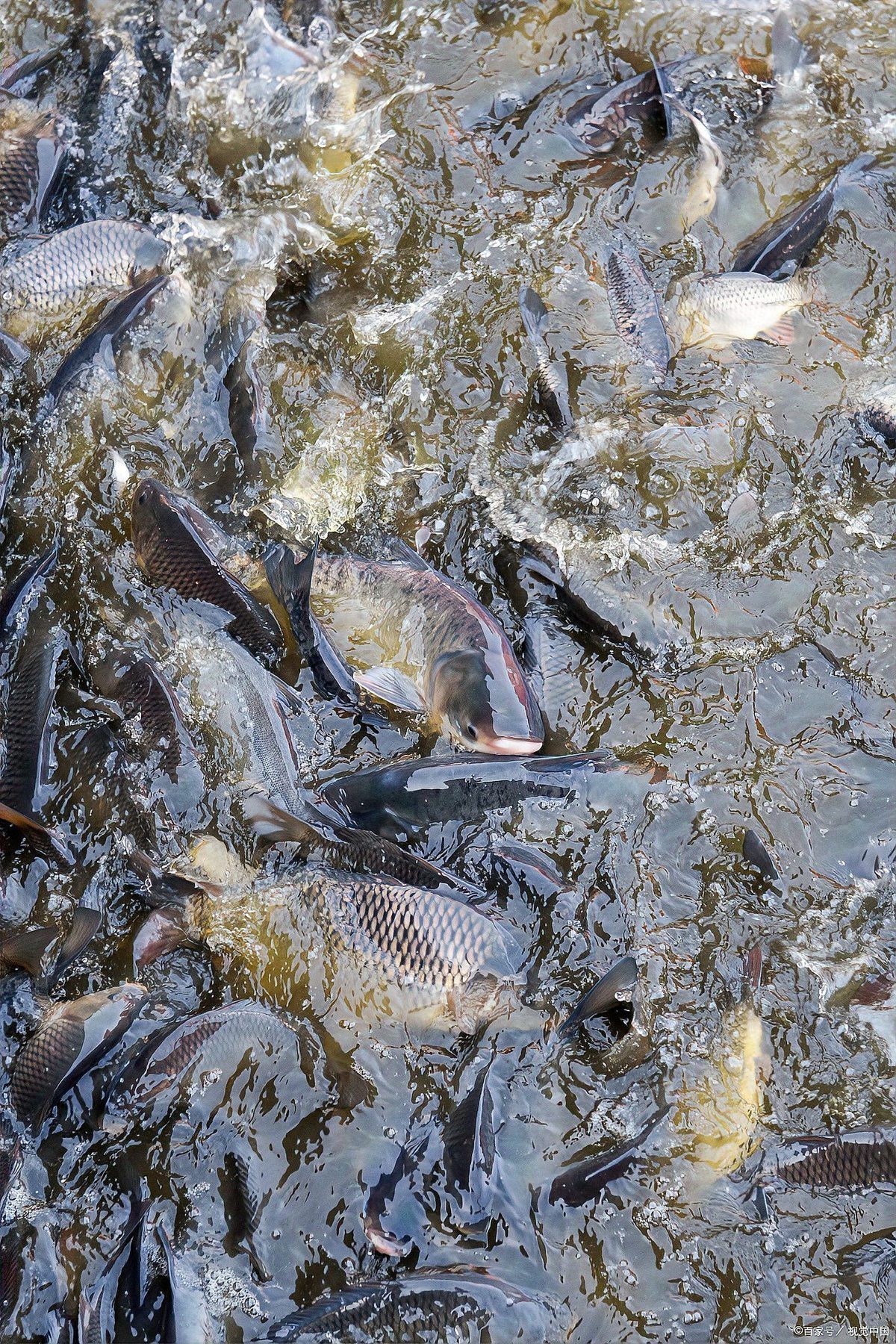 上中下層魚混養(yǎng)怎么養(yǎng)，上中下層魚混養(yǎng)方法 上中下層魚混養(yǎng)怎么養(yǎng)，上中下層魚混養(yǎng)方法 龍魚論壇 第2張