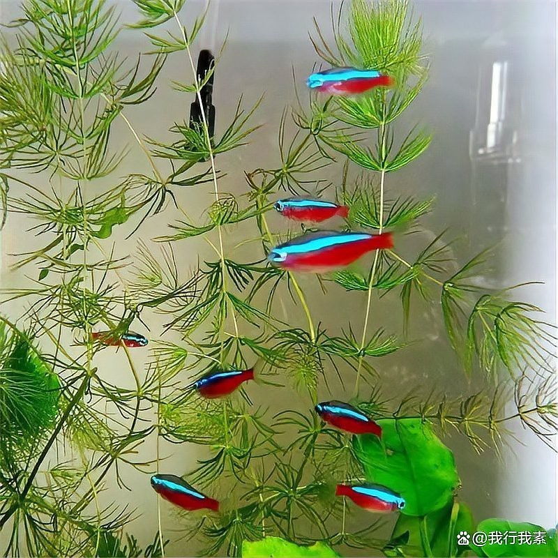 上中下層魚混養(yǎng)怎么養(yǎng)，上中下層魚混養(yǎng)方法 上中下層魚混養(yǎng)怎么養(yǎng)，上中下層魚混養(yǎng)方法 龍魚論壇 第1張