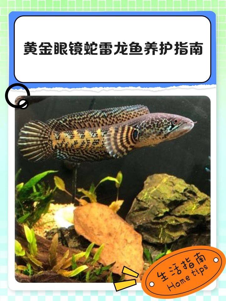 如何給雷龍魚投喂活餌？，如何給雷龍魚投喂活餌 如何給雷龍魚投喂活餌？，如何給雷龍魚投喂活餌 龍魚百科 第3張