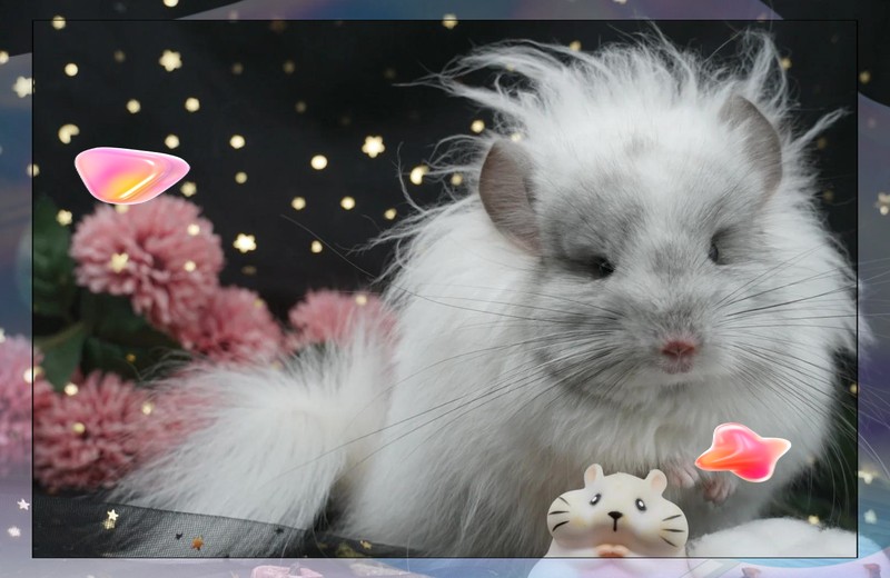 哪種方法加速龍貓合籠最有效？，如何讓兩只龍貓成功合籠循序漸進(jìn)