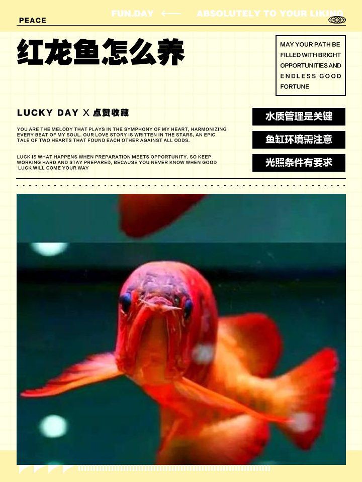 紅龍發色后的生活環境要求，養魚說，這些養好紅龍的基本條件,你知道嗎