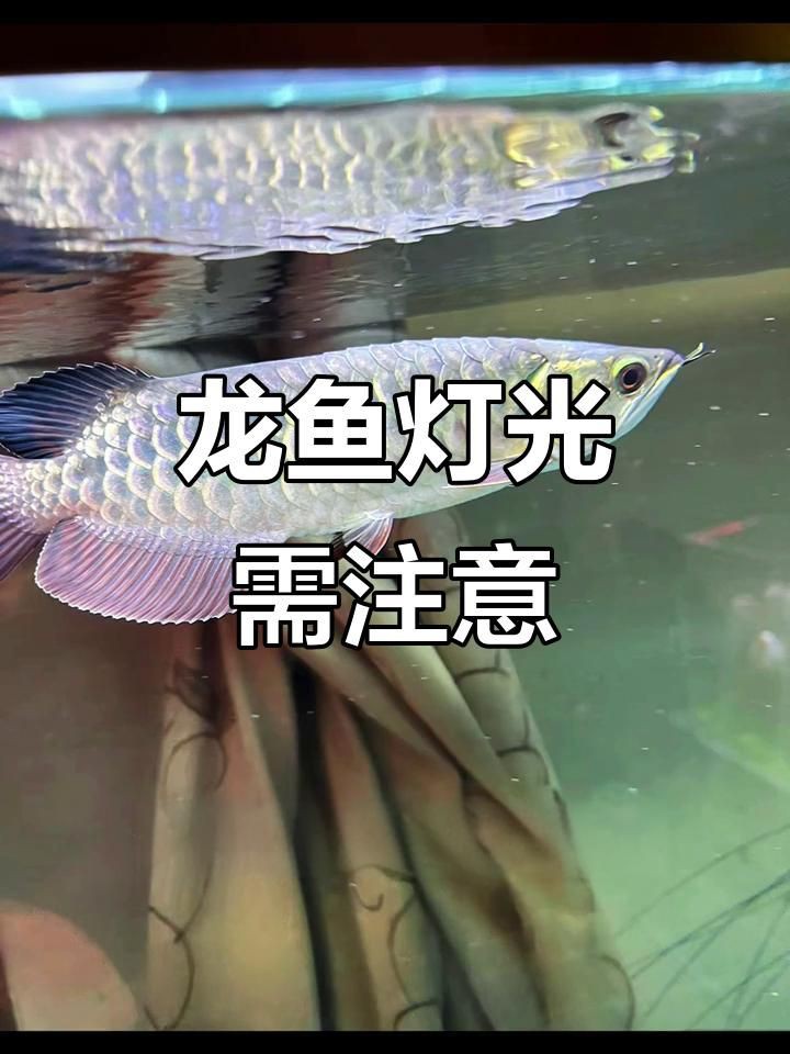 養紅龍魚晚上關不關燈，養紅龍魚晚上關燈對龍魚有害嗎如何正確飼養金龍紅龍 養紅龍魚晚上關不關燈，養紅龍魚晚上關燈對龍魚有害嗎如何正確飼養金龍紅龍 龍魚百科 第1張