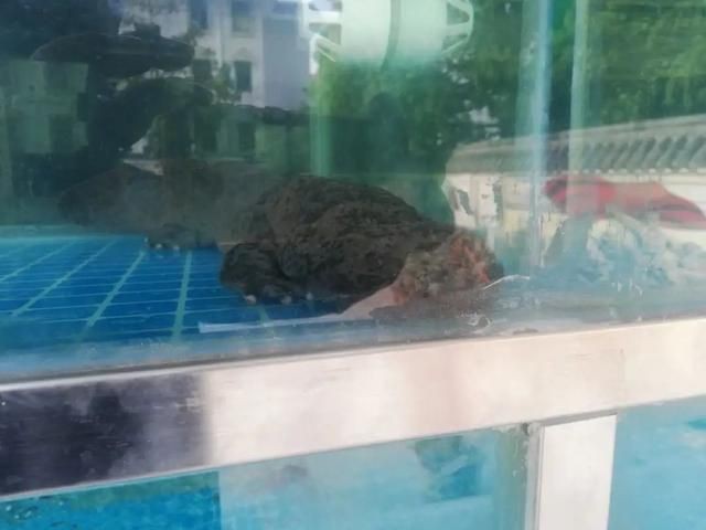 淮北魚缸批發市場，淮北市魚缸批發市場