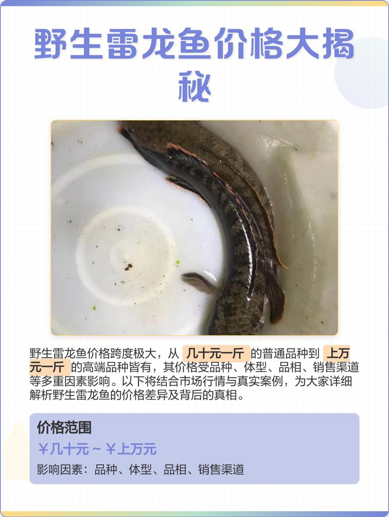 5cm的龍魚苗價格是多少？，聊魚的小郭，龍魚價格大揭秘