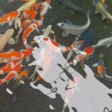 衢州魚缸批發市場,浙江衢州魚缸批發市場 全國水族館企業名錄 第8張 衢州魚缸批發市場,浙江衢州魚缸批發市場 衢州魚缸批發市場,浙江衢州魚缸批發市場 全國水族館企業名錄 第8張