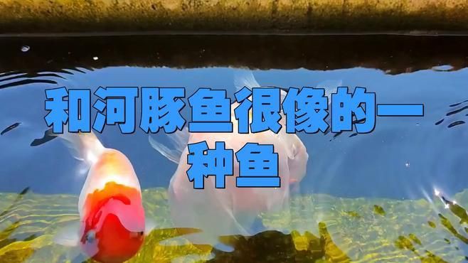 類似河豚的魚，《類似河豚的魚》