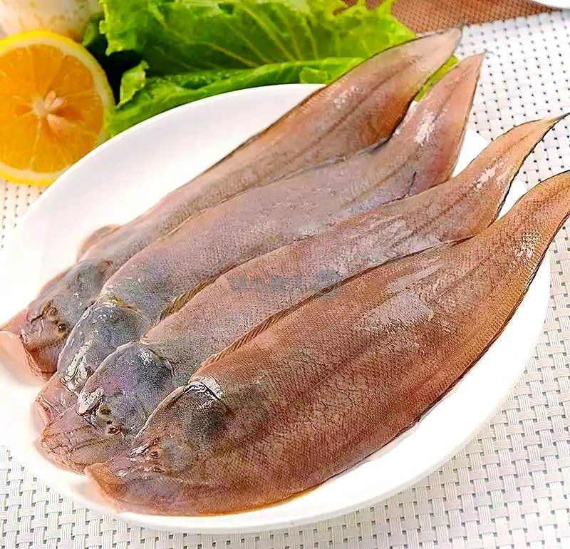 類似河豚的魚，《類似河豚的魚》 類似河豚的魚，《類似河豚的魚》 龍魚百科 第8張