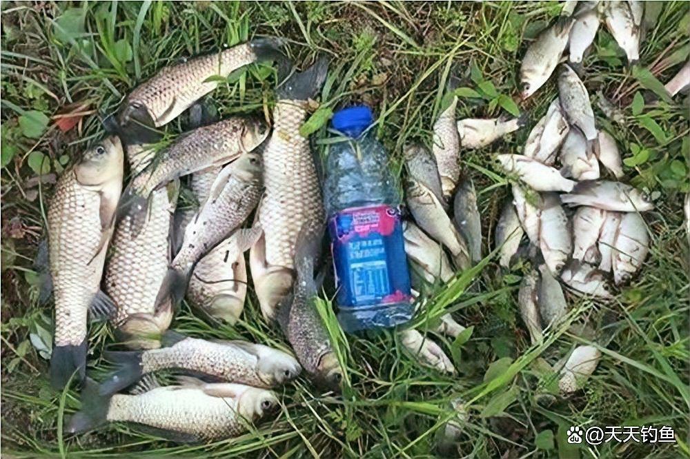 有哪些食物可以刺激龍魚食欲？，刺激龍魚食欲的食物及注意事項:掌握這些細節讓你的龍魚健康成長 有哪些食物可以刺激龍魚食欲？，刺激龍魚食欲的食物及注意事項:掌握這些細節讓你的龍魚健康成長 龍魚論壇 第5張