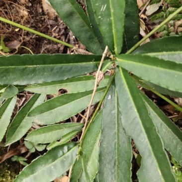 曲靖龍魚店，曲靖龍魚店哪家口碑最好