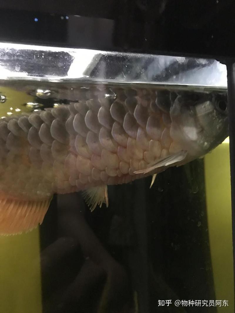 如何判斷龍魚是否患有黑身松鱗??？，龍魚黑身松鱗病怎么辦？ 如何判斷龍魚是否患有黑身松鱗??？，龍魚黑身松鱗病怎么辦？ 龍魚百科 第3張