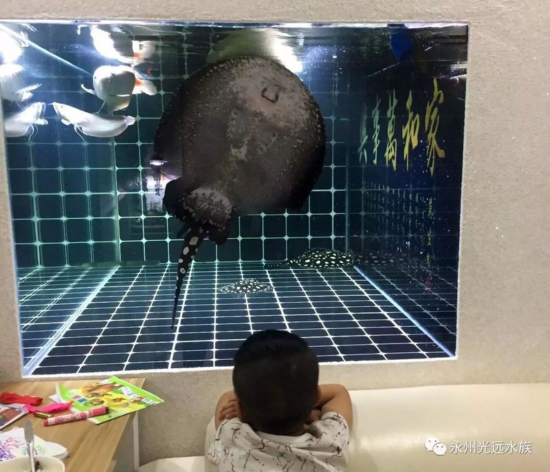 永州水族店，永州哪家水族店口碑最好 永州水族店，永州哪家水族店口碑最好 全國水族館企業(yè)名錄 第1張