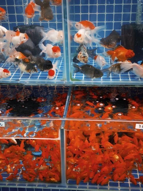 莆田水族店，莆田地區水族店分布廣泛且各具特色 莆田水族店，莆田地區水族店分布廣泛且各具特色 全國水族館企業名錄 第7張