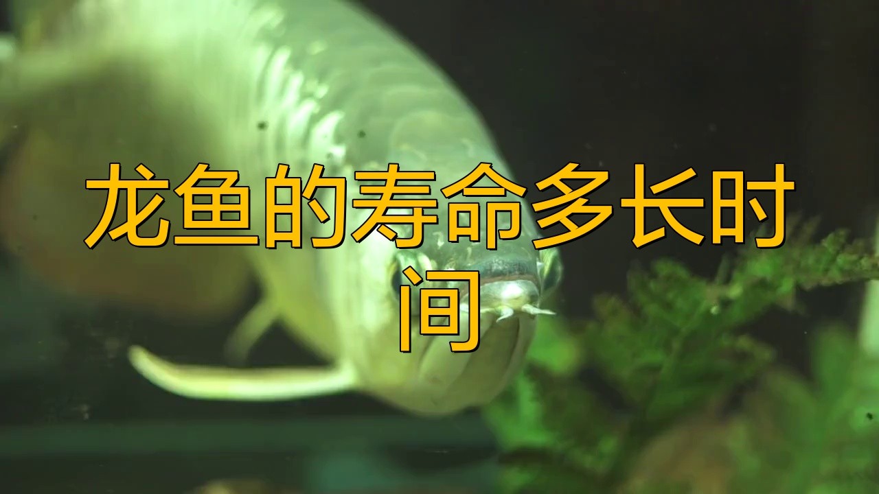 哪種龍魚品種壽命最長？，龍魚壽命多長時間寵物生活家龍魚壽命一覽表我是特攝君