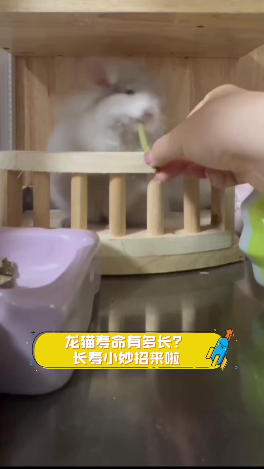 如何延長龍貓和貓的壽命？，萌寵解說show龍貓壽命有多長長壽小妙招 如何延長龍貓和貓的壽命？，萌寵解說show龍貓壽命有多長長壽小妙招 龍魚百科 第2張