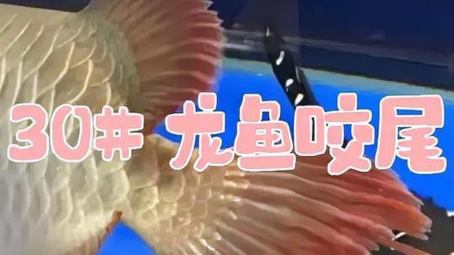 如何判斷龍魚咬尾是否感染？，龍魚咬尾是否感染這一問題詳細闡述了觀察龍魚行為變化的關鍵要點