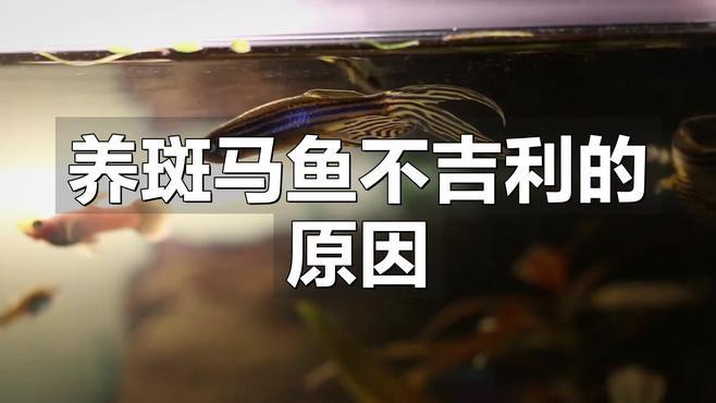 為什么不建議養斑馬魚，不建議飼養斑馬魚主要有以下原因其繁殖能力極強 為什么不建議養斑馬魚，不建議飼養斑馬魚主要有以下原因其繁殖能力極強 龍魚論壇 第5張
