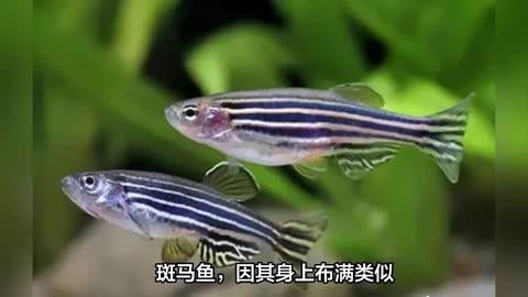 為什么不建議養斑馬魚，不建議飼養斑馬魚主要有以下原因其繁殖能力極強 為什么不建議養斑馬魚，不建議飼養斑馬魚主要有以下原因其繁殖能力極強 龍魚論壇 第2張