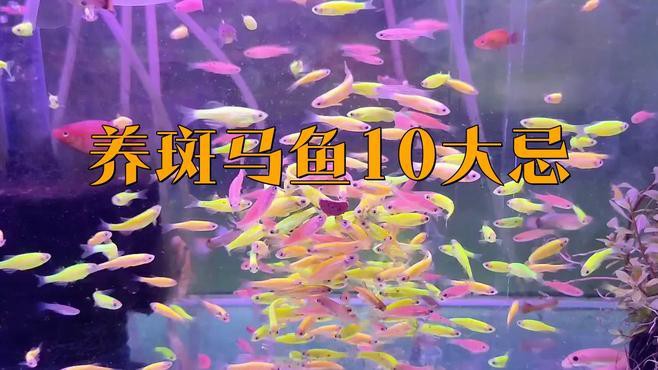 為什么不建議養斑馬魚，不建議飼養斑馬魚主要有以下原因其繁殖能力極強 為什么不建議養斑馬魚，不建議飼養斑馬魚主要有以下原因其繁殖能力極強 龍魚論壇 第3張