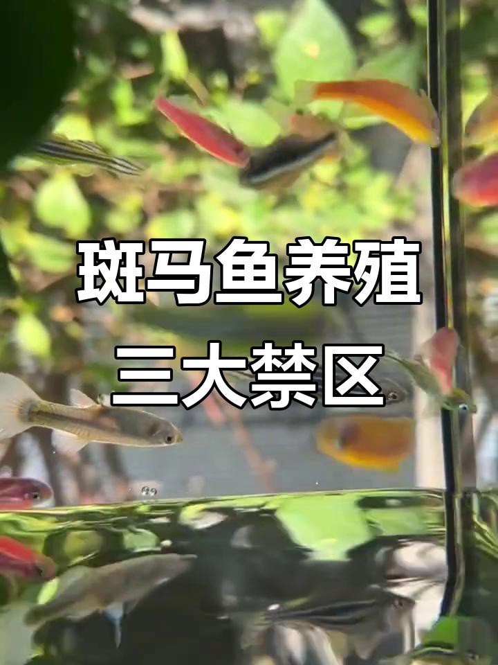 為什么不建議養斑馬魚，不建議飼養斑馬魚主要有以下原因其繁殖能力極強 為什么不建議養斑馬魚，不建議飼養斑馬魚主要有以下原因其繁殖能力極強 龍魚論壇 第4張