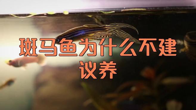為什么不建議養斑馬魚，不建議飼養斑馬魚主要有以下原因其繁殖能力極強 為什么不建議養斑馬魚，不建議飼養斑馬魚主要有以下原因其繁殖能力極強 龍魚論壇 第1張